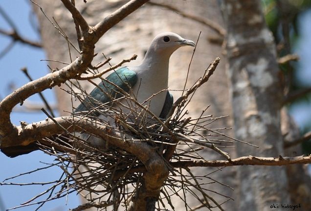 Green Imperial-Pigeon (Green) - ML377920751