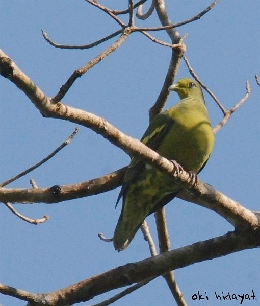 Сумбанский зелёный голубь - ML377920761