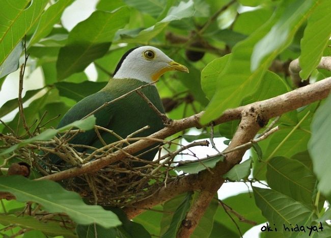 Black-naped Fruit-Dove - Oki Hidayat