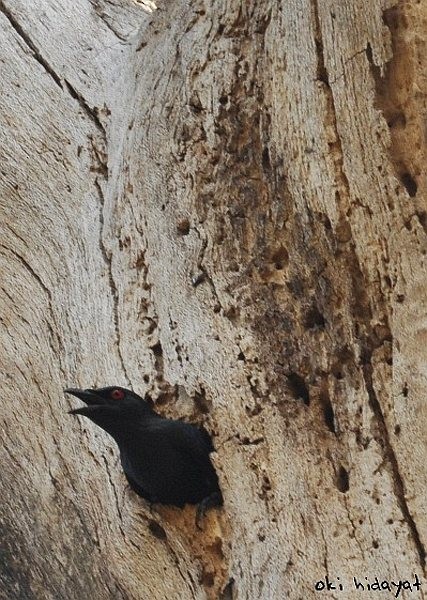 Short-tailed Starling - Oki Hidayat