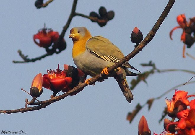 Yellow-footed Green-Pigeon - ML377920981