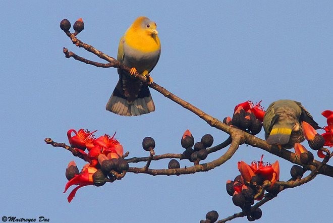 Yellow-footed Green-Pigeon - ML377921081