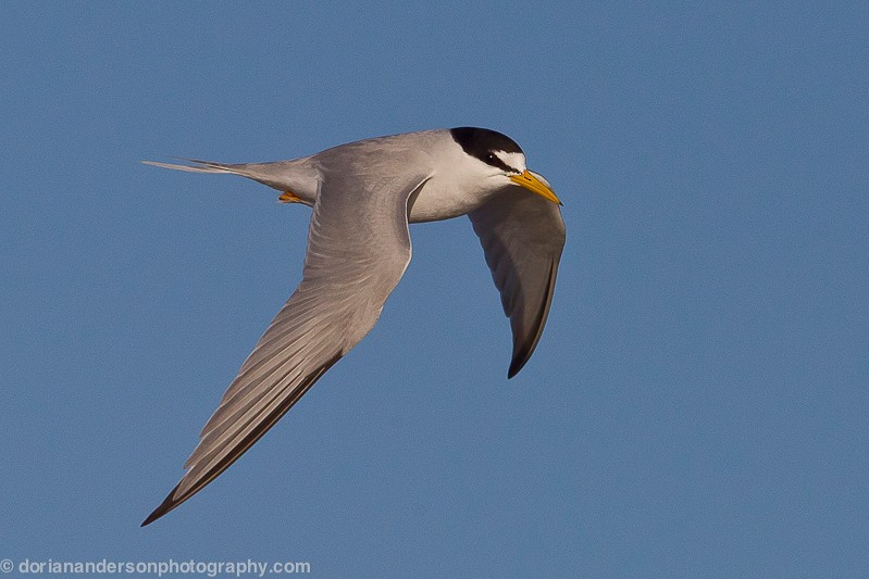 Least Tern - Dorian Anderson