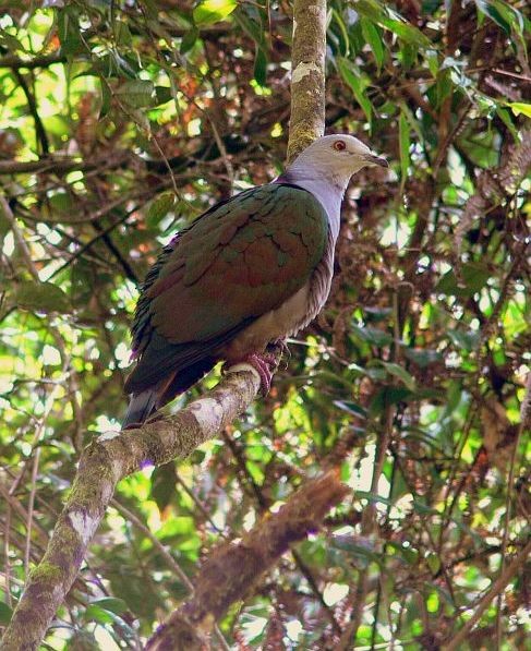 Gray-headed Imperial-Pigeon - ML377923641