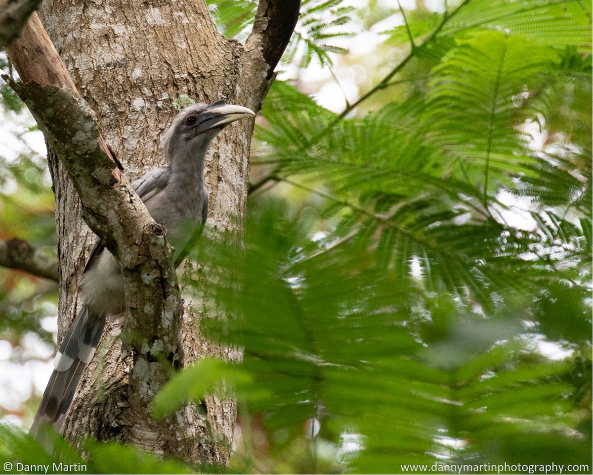 Indian Gray Hornbill - ML377924141