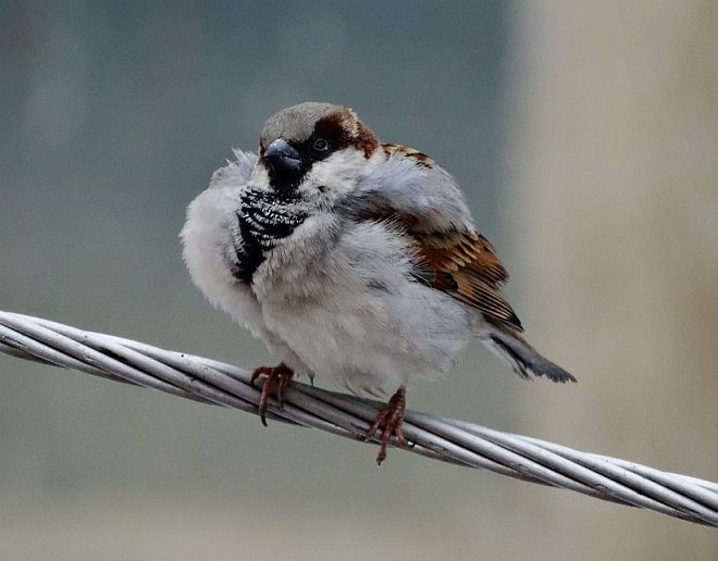 House Sparrow - ML377924381