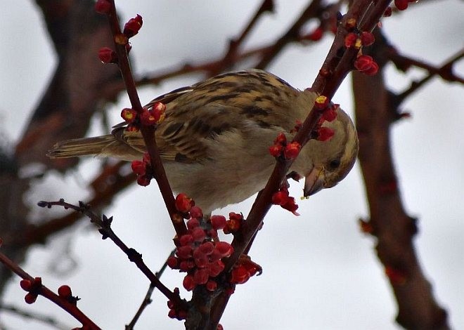 House Sparrow - ML377924391