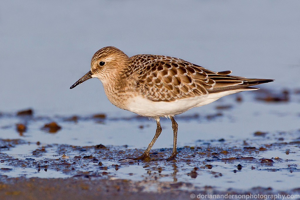Baird's Sandpiper - Dorian Anderson