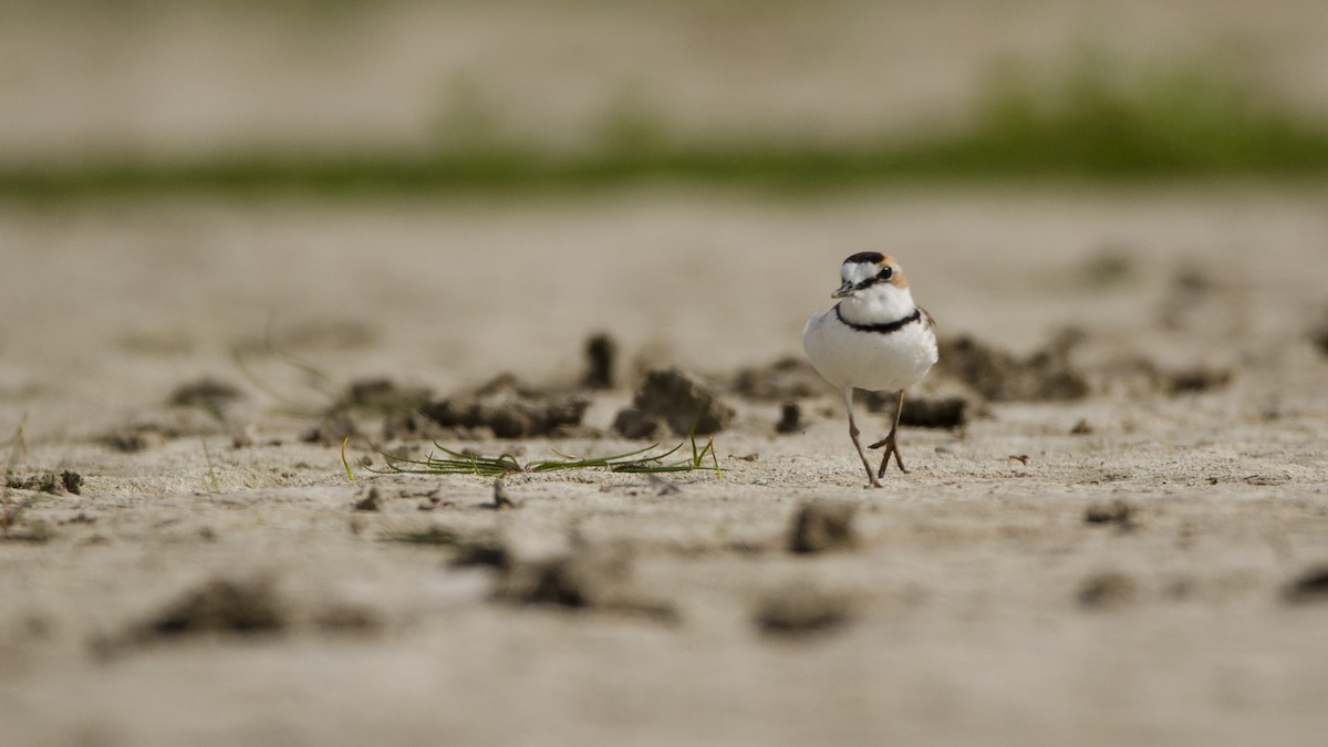 Collared Plover - Ignacio Zapata