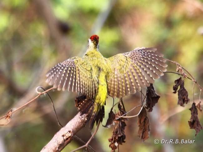 Streak-throated Woodpecker - Dr. Raghavji Balar