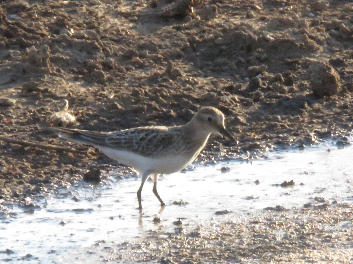 Baird's Sandpiper - ML377925471