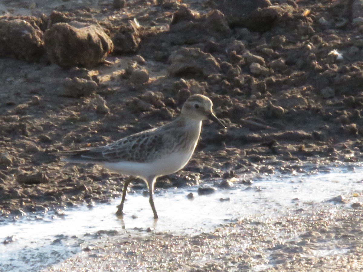 Baird's Sandpiper - ML377925651