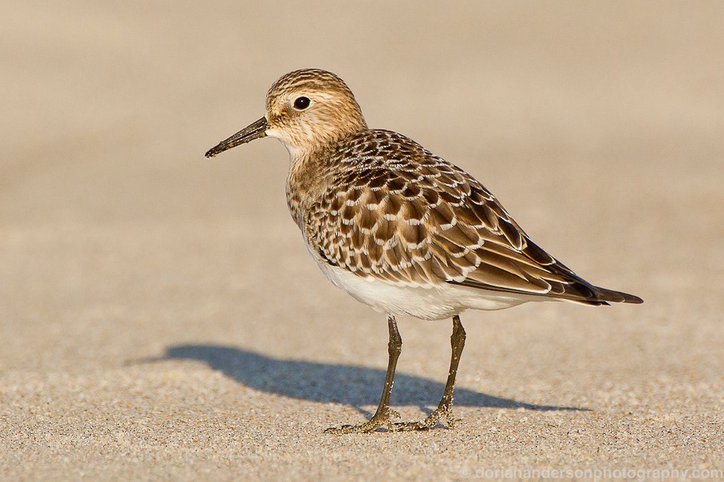 Baird's Sandpiper - ML37792571