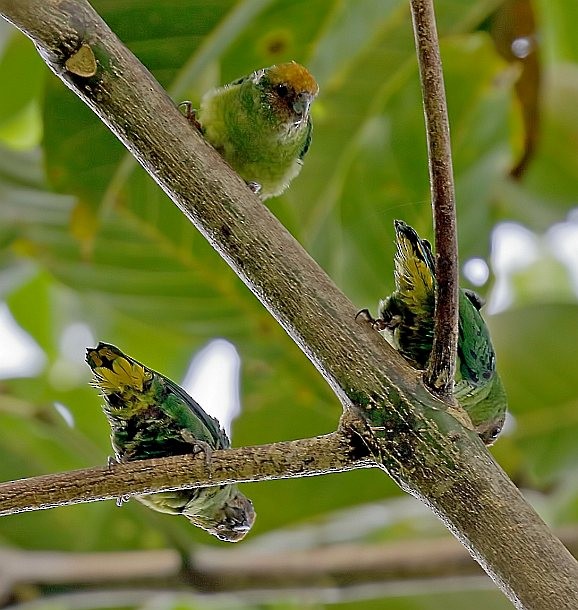 Yellow-capped Pygmy-Parrot - ML377926271