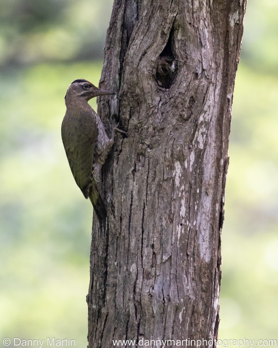 Streak-throated Woodpecker - Danny Martin