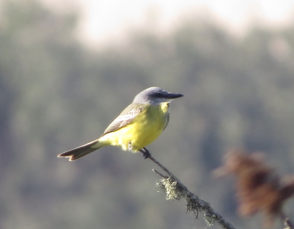 Tropical Kingbird - ML377926681