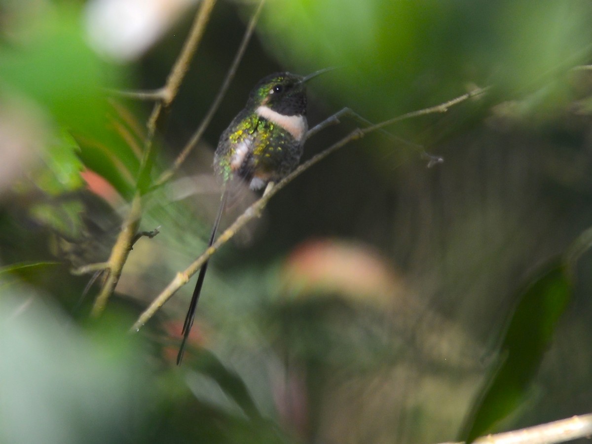 Slender Sheartail - Alan Van Norman