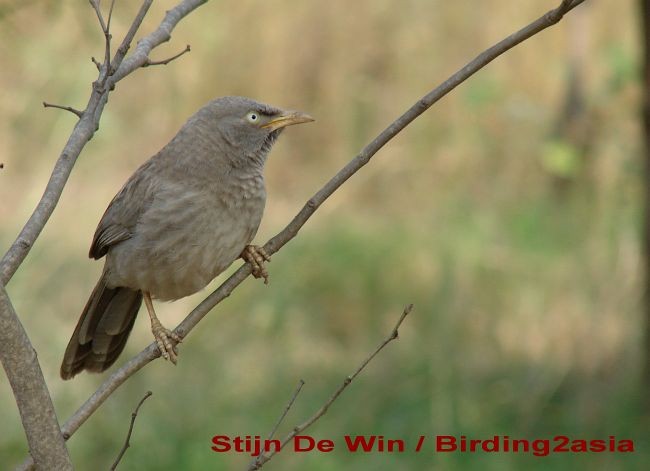 Jungle Babbler - Stijn De Win