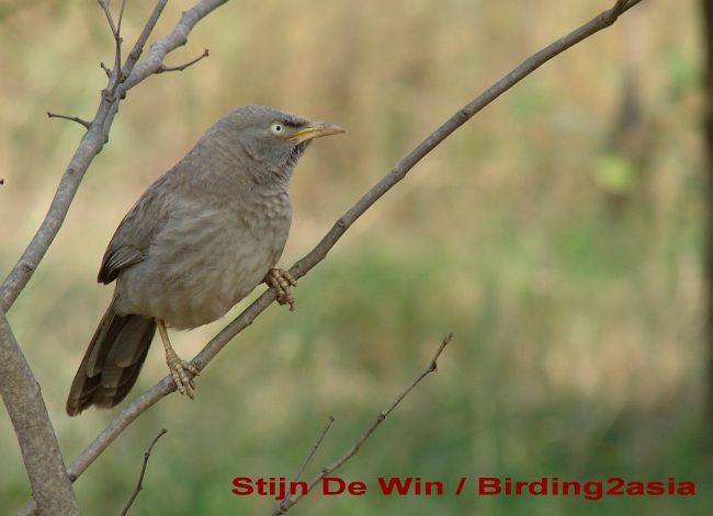 Jungle Babbler - ML377927961