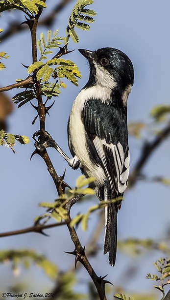 White-naped Tit - ML377928011