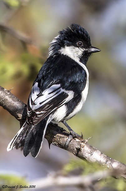 White-naped Tit - ML377928071