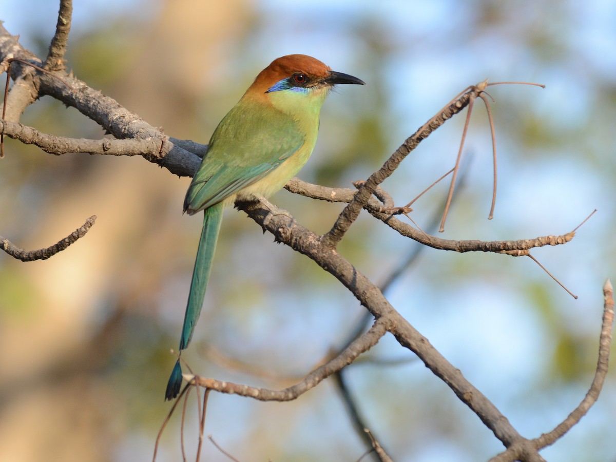 Motmot à tête rousse - ML37792821