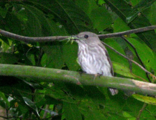 Sulawesi Brown Flycatcher - ML377928281