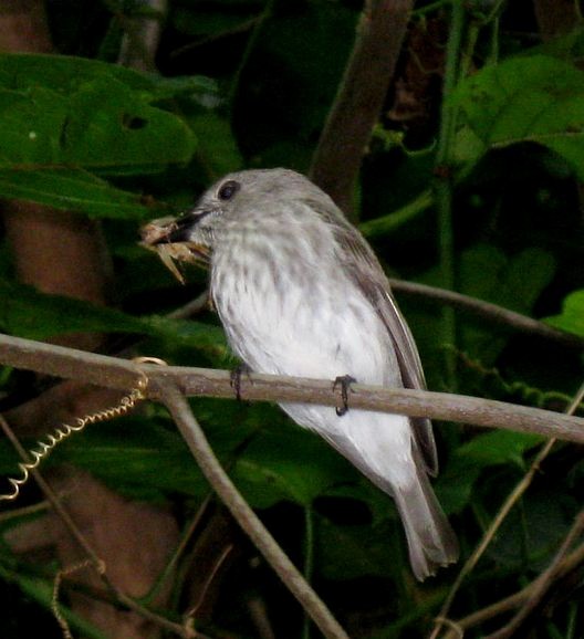 Sulawesi Brown Flycatcher - ML377928341