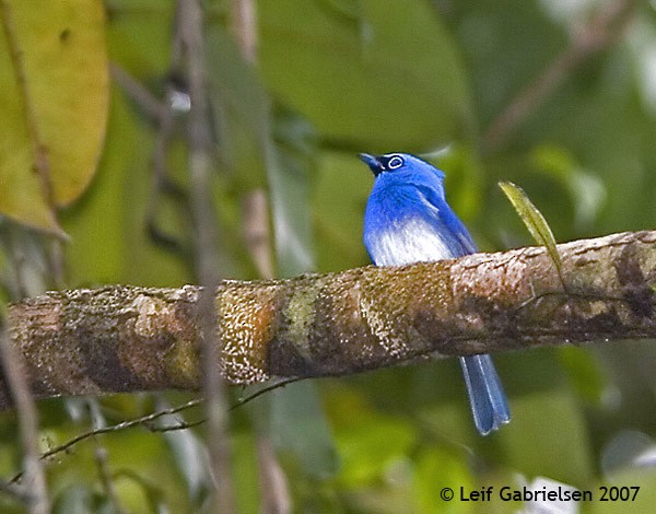 Short-crested Monarch - ML377928491