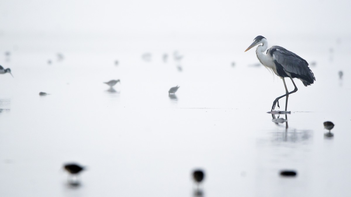 Cocoi Heron - Ignacio Zapata