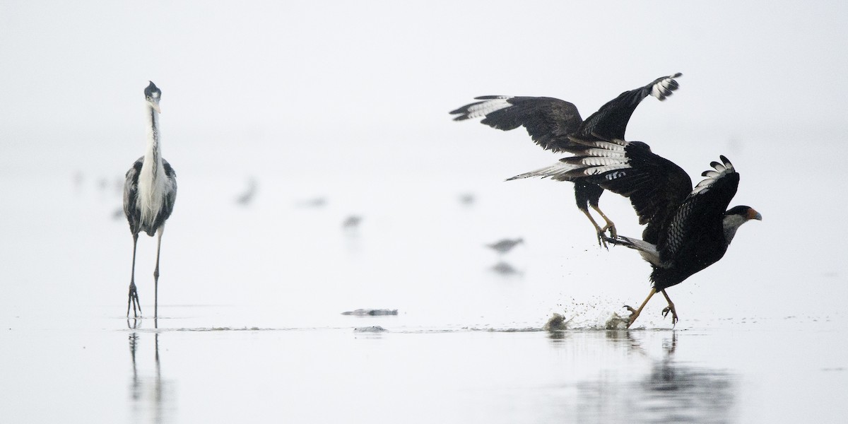 Cocoi Heron - ML377929121