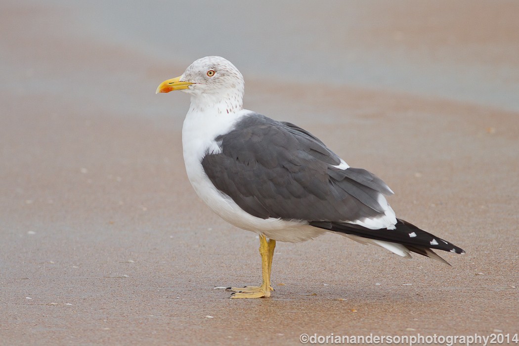 Lesser Black-backed Gull - Dorian Anderson
