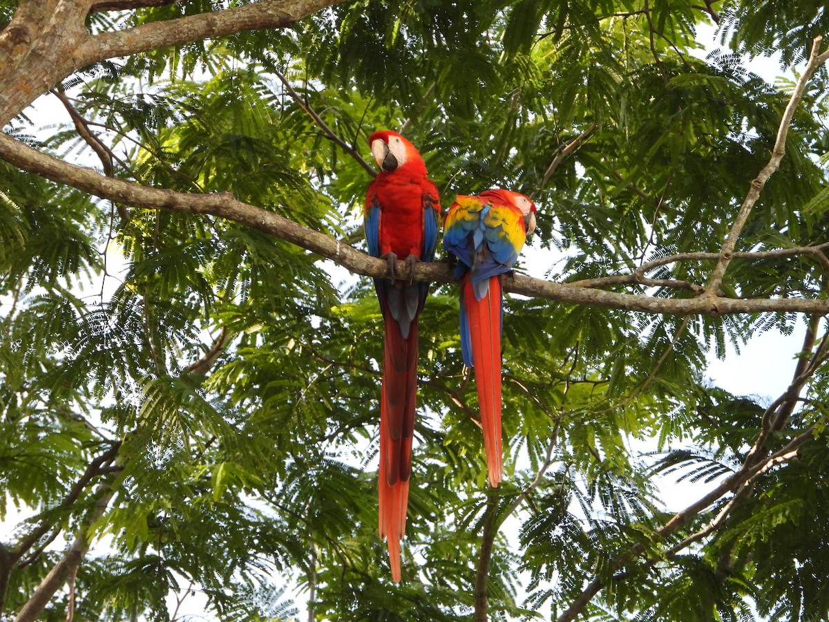Scarlet Macaw - ML377929721