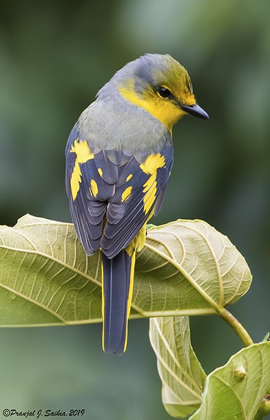 Minivet Escarlata (grupo escarlata) - ML377929801