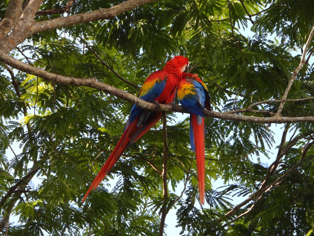 Scarlet Macaw - ML377930111