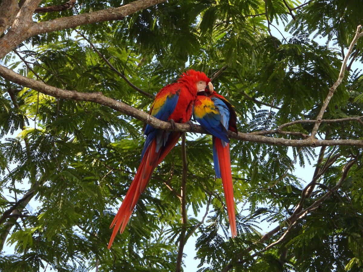 Scarlet Macaw - ML377930121