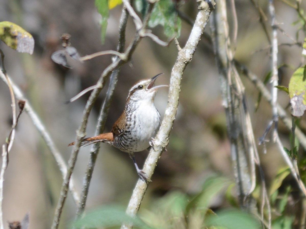 Banded Wren - Alan Van Norman