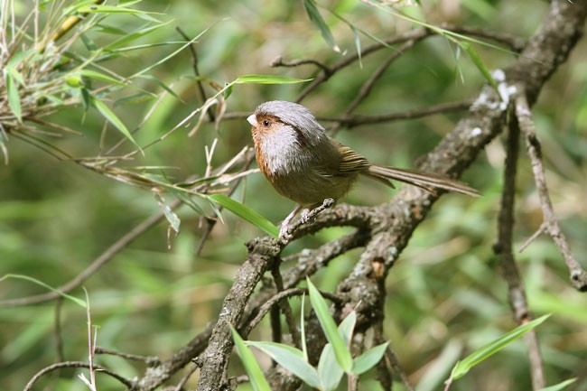 Rusty-throated Parrotbill - ML377930791