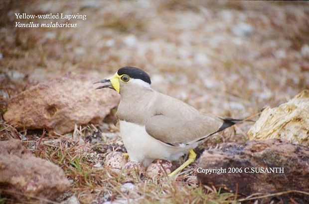 Yellow-wattled Lapwing - ML377931341