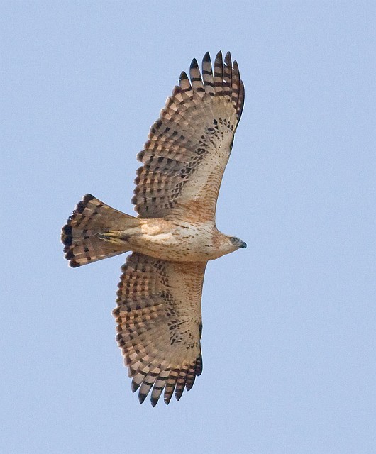 Aigle huppé (cirrhatus/ceylanensis) - ML377931551