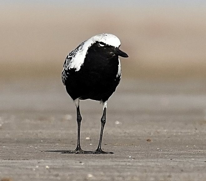 Black-bellied Plover - ML377932161