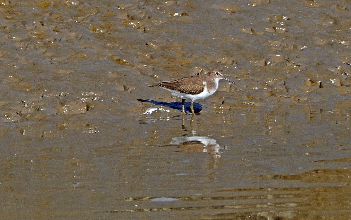 Common Sandpiper - ML377932401