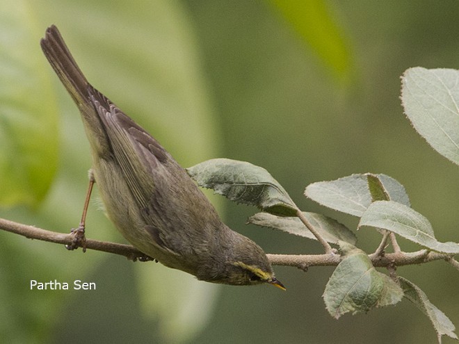 Tickell's Leaf Warbler (Tickell's) - PARTHA SEN