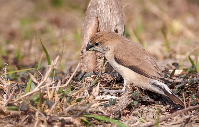 Indian Silverbill - ML377932971