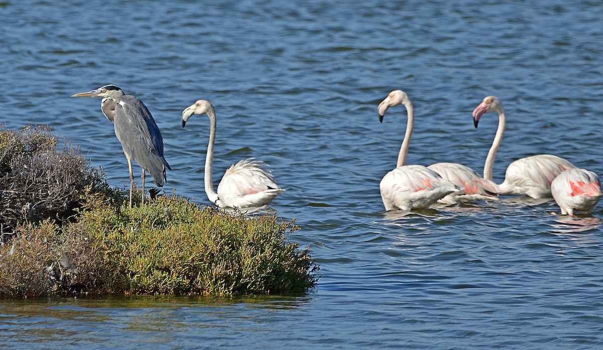 Gray Heron - ML377933041