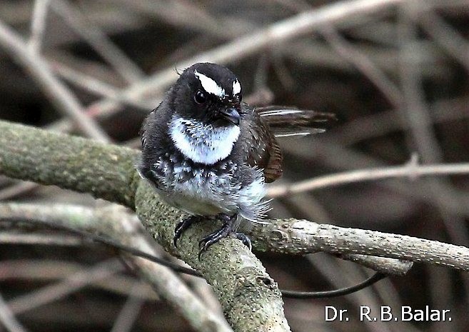 Spot-breasted Fantail - ML377934631