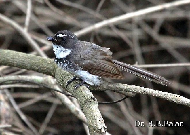 Spot-breasted Fantail - ML377934771