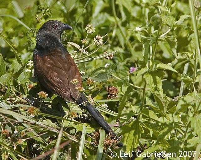 Philippine Coucal - ML377935141