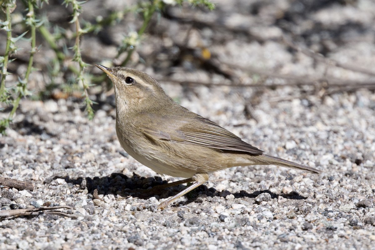 Dusky Warbler - ML377935601