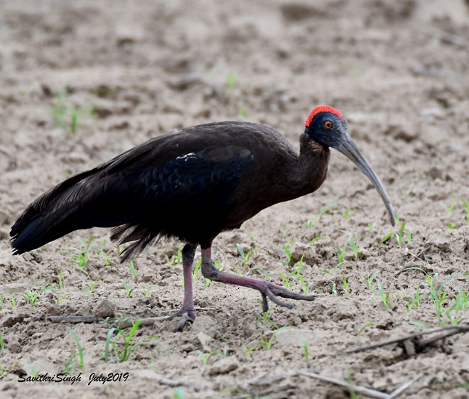 Red-naped Ibis - ML377935731